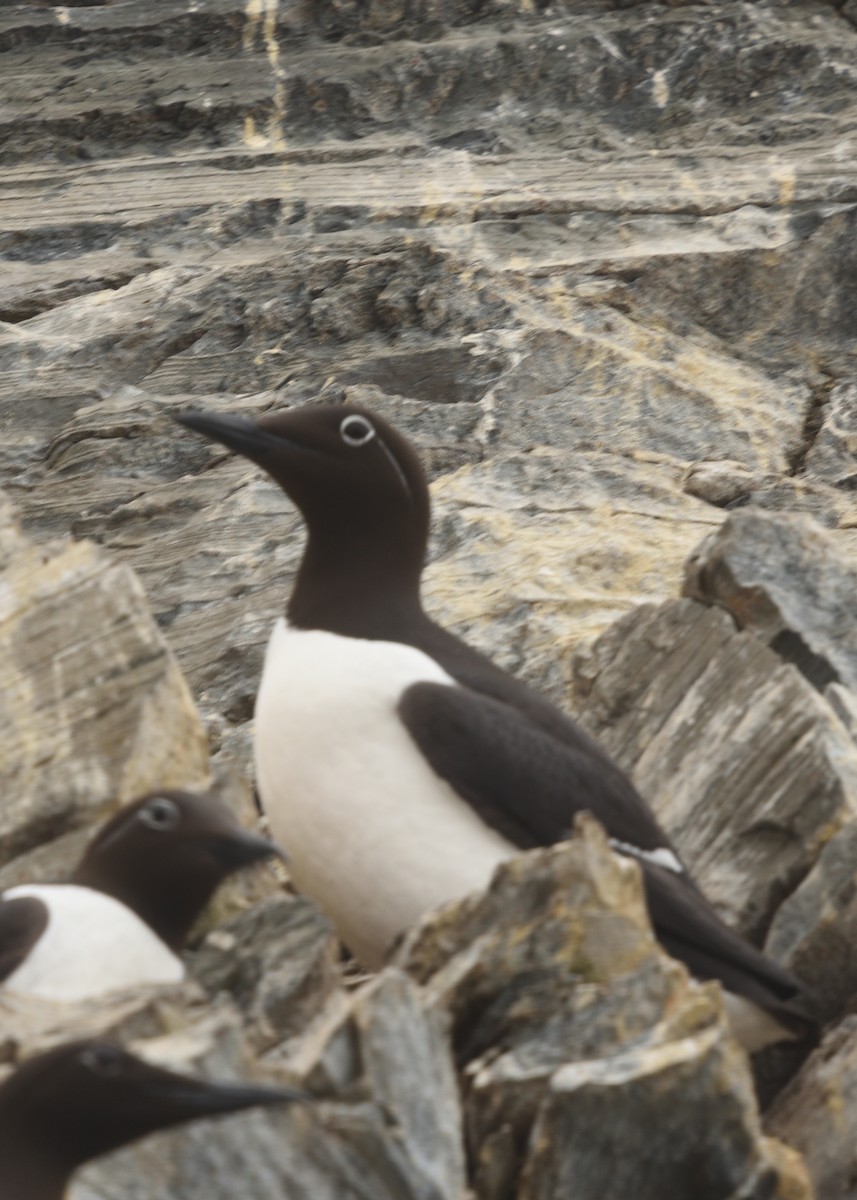 Common Murre - ML620585311