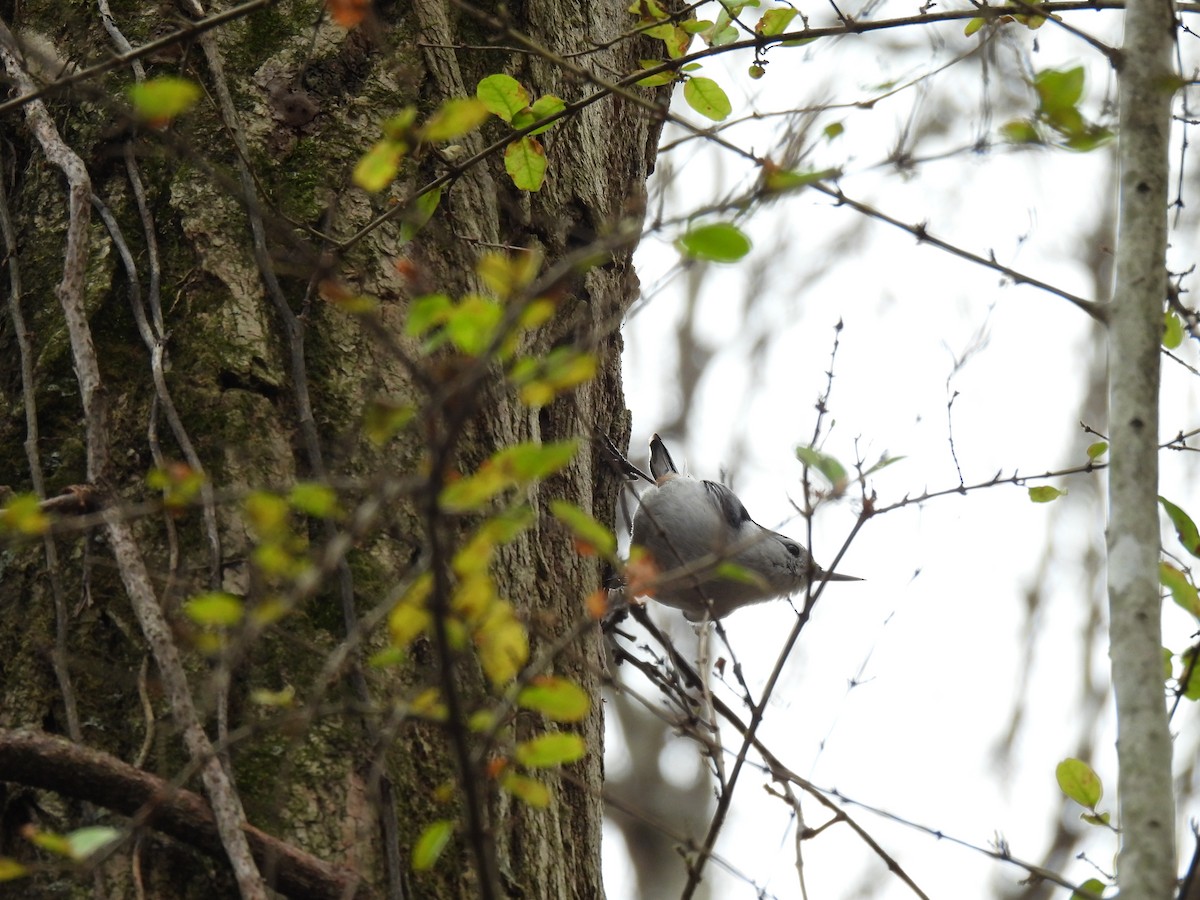 White-breasted Nuthatch - ML620585313