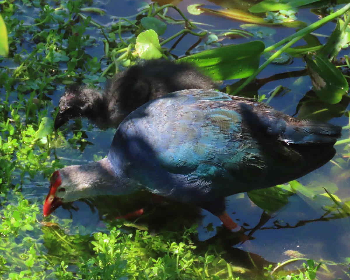 Gray-headed Swamphen - Laurie Witkin