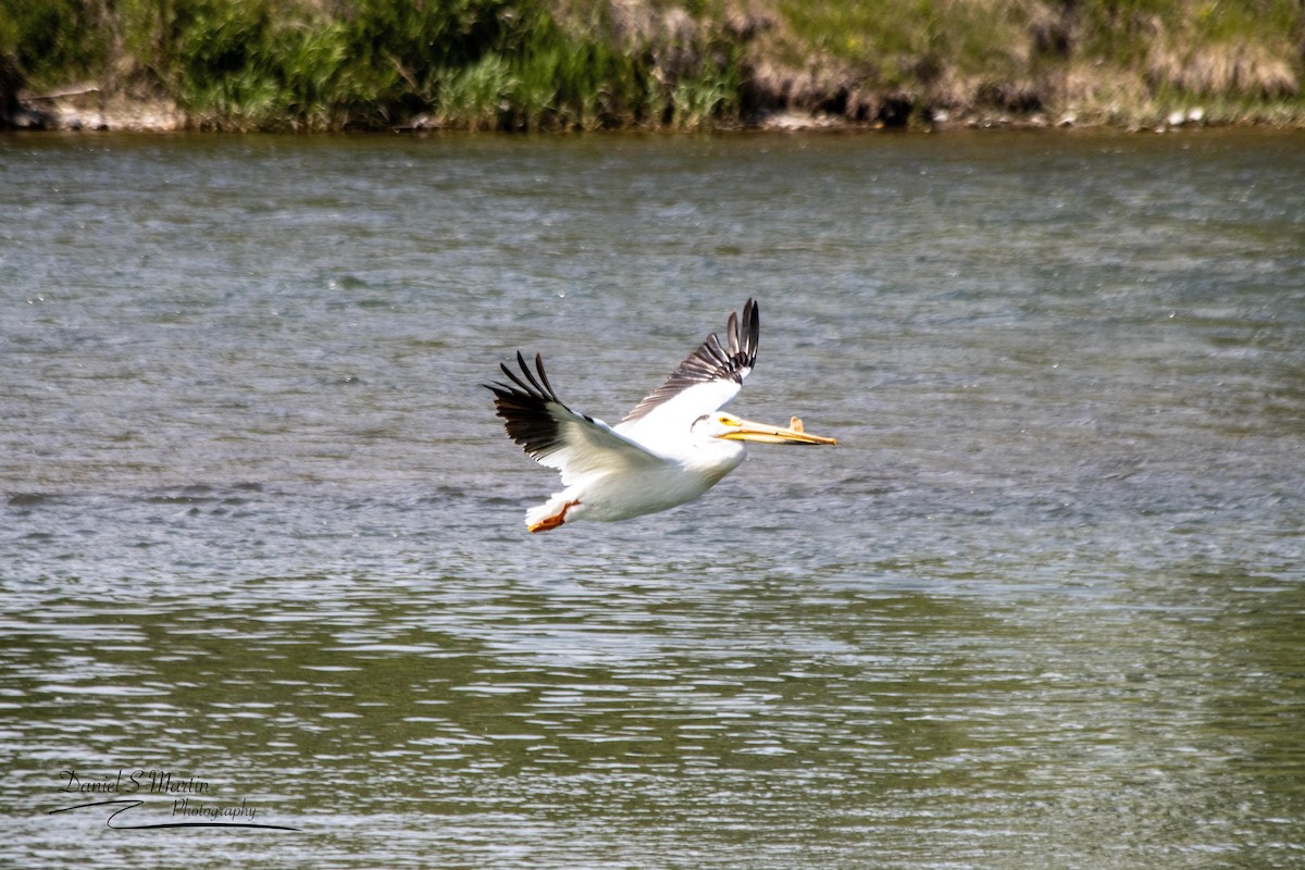 American White Pelican - ML620585343