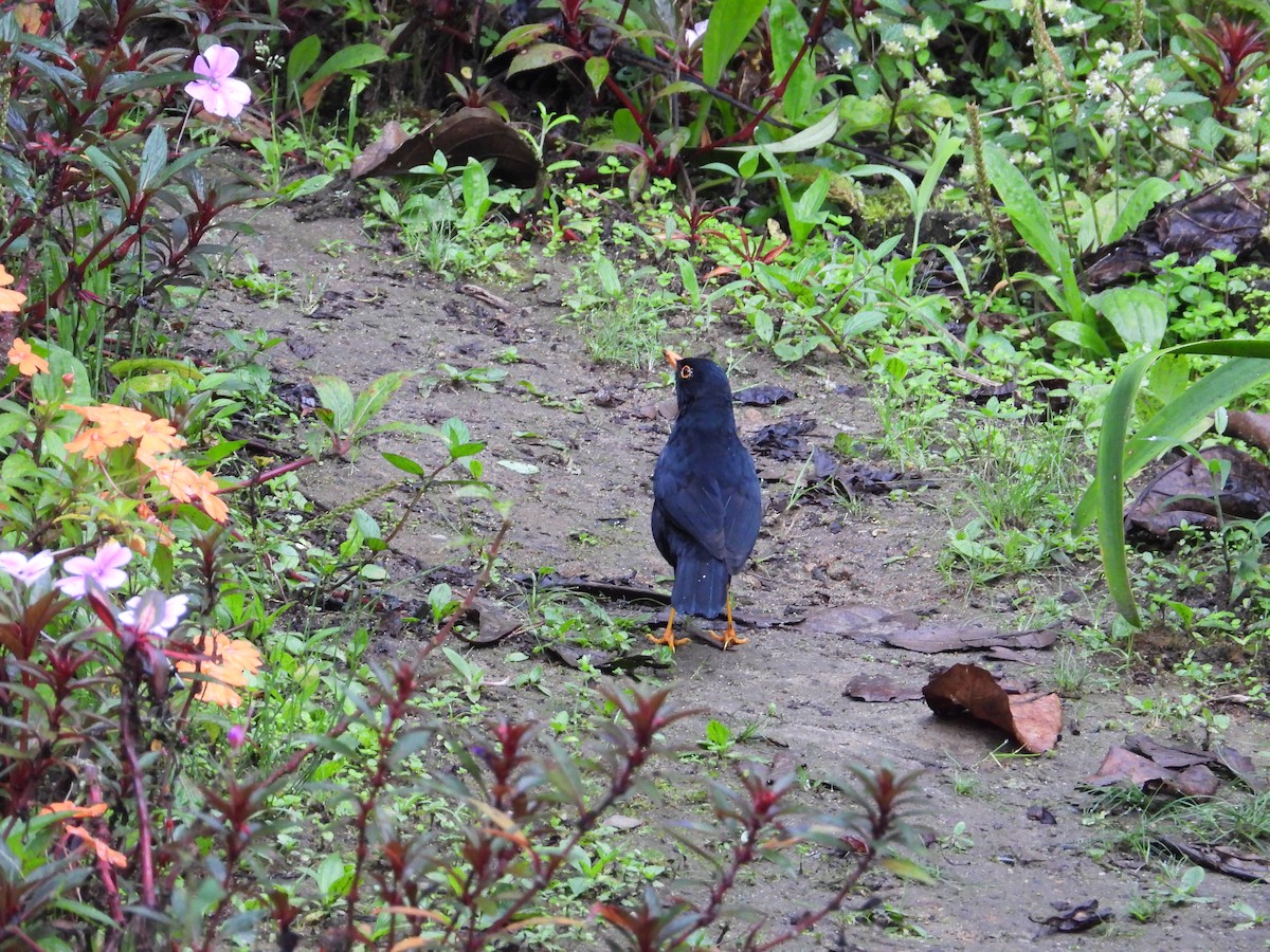 Glossy-black Thrush - ML620585346