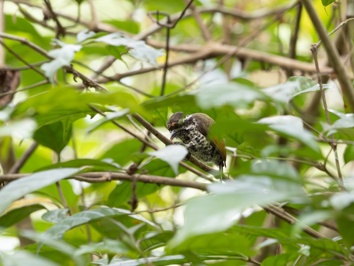 Speckled Piculet - ML620585349