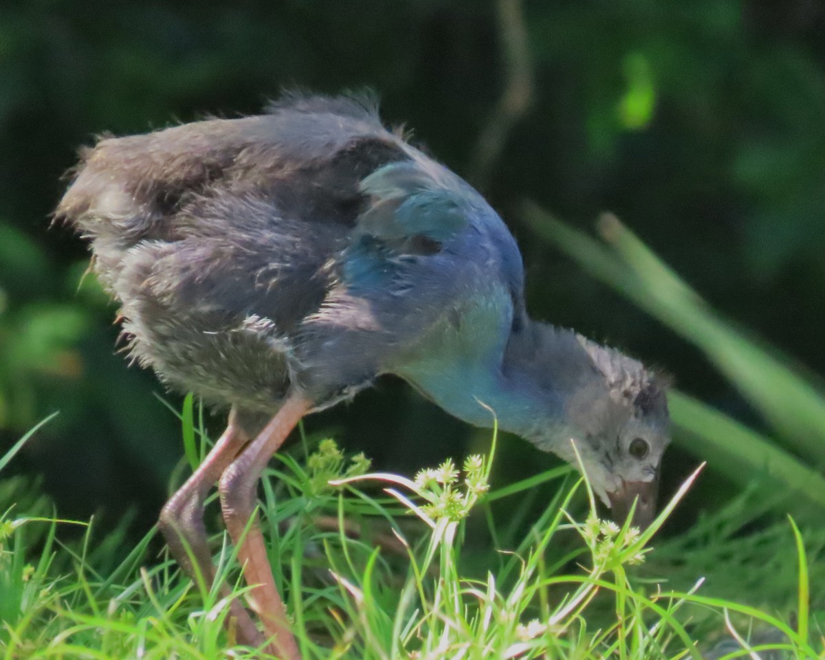 Gray-headed Swamphen - ML620585356