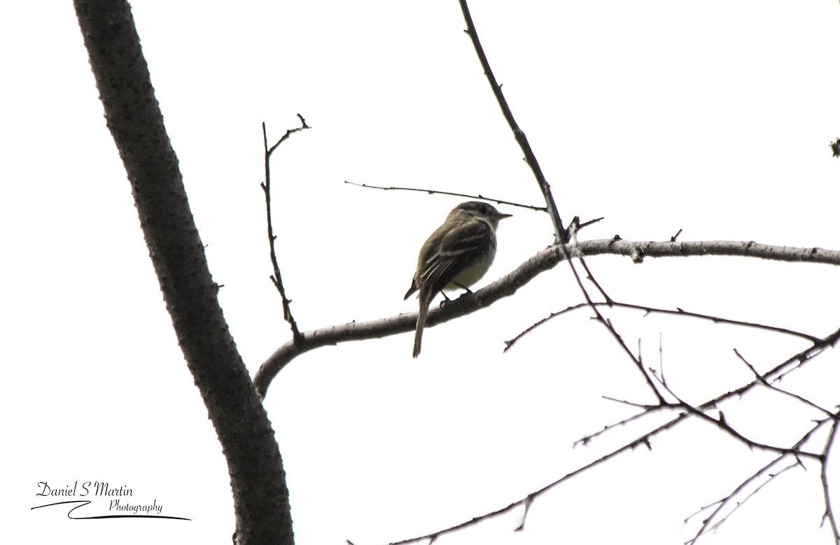 Least Flycatcher - ML620585360