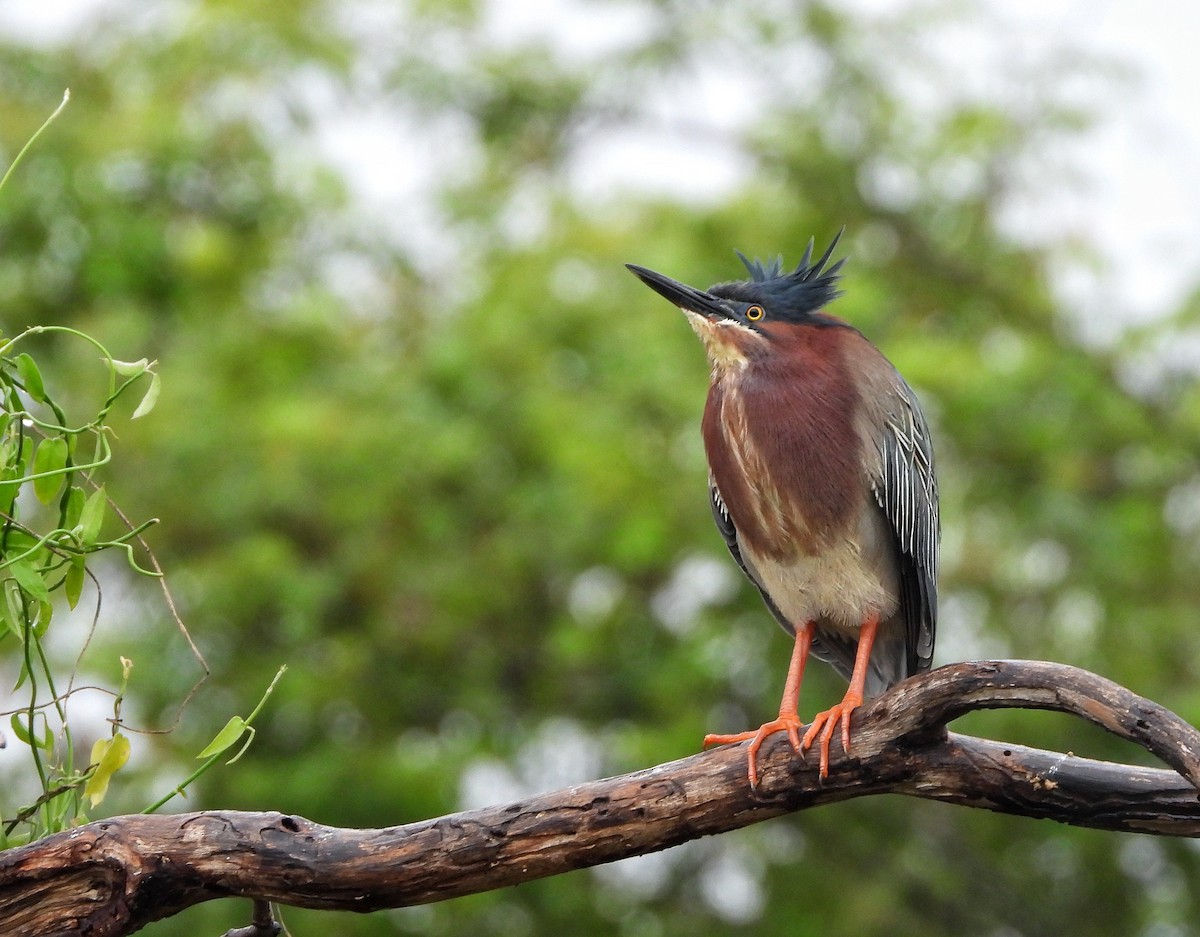 Green Heron - ML620585361