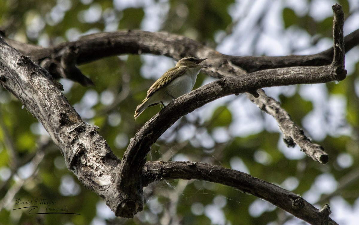 Vireo Ojirrojo - ML620585362