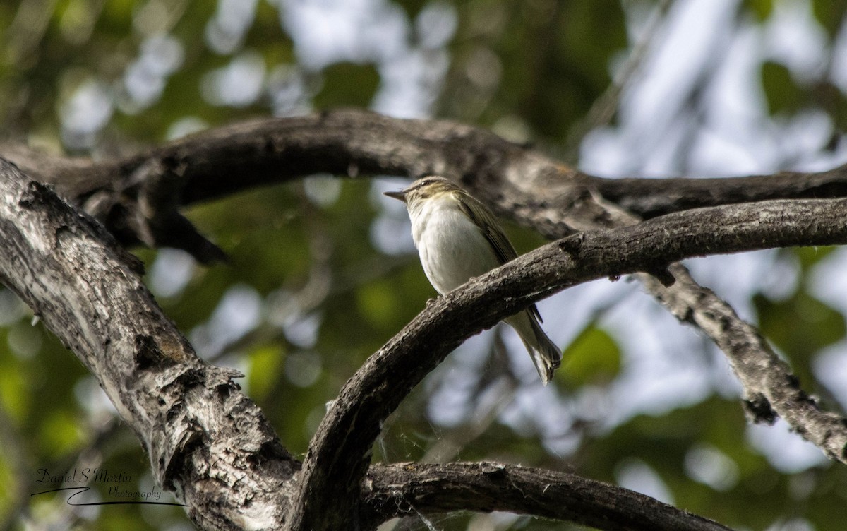 Kızıl Gözlü Vireo - ML620585363