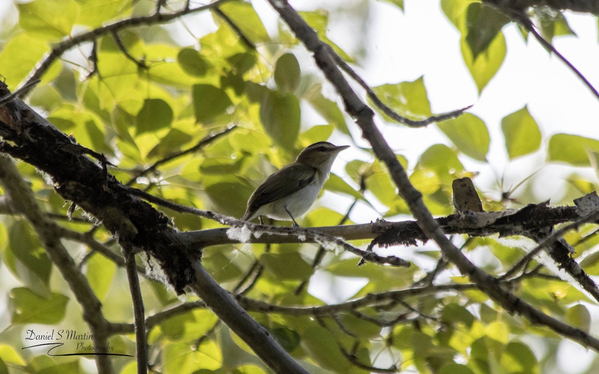 Red-eyed Vireo - ML620585364