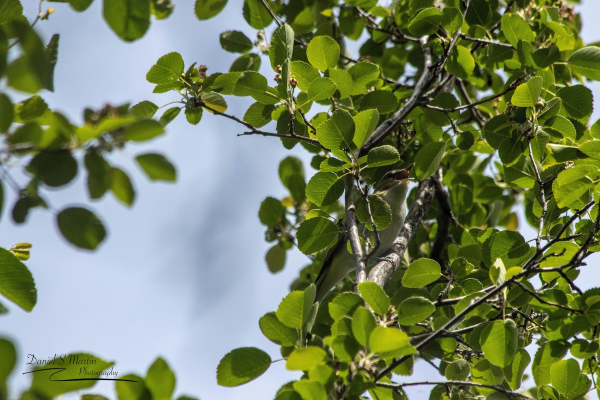 Red-eyed Vireo - ML620585365