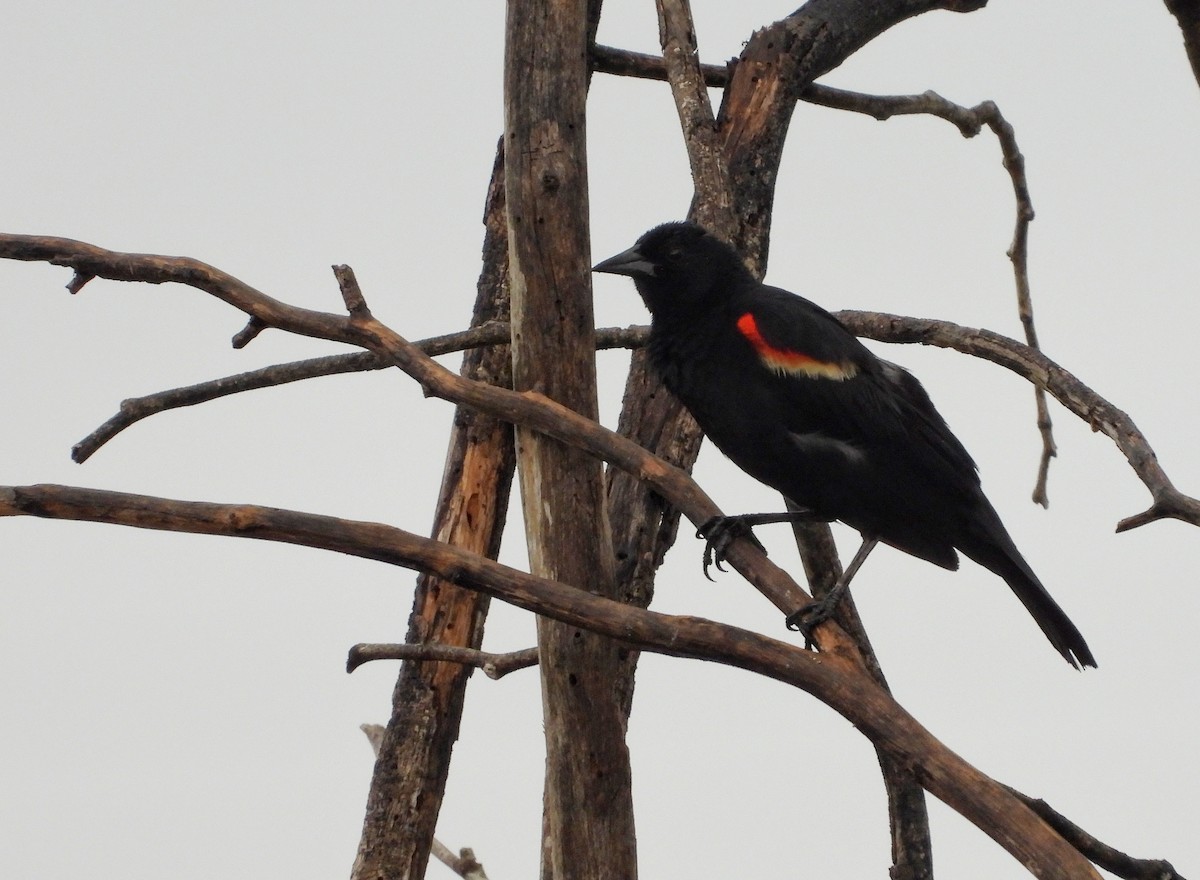 Red-winged Blackbird - ML620585368