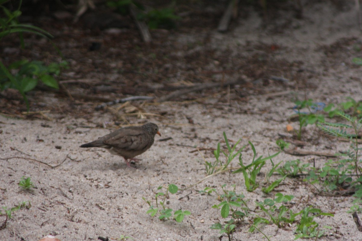 Common Ground Dove - ML620585370