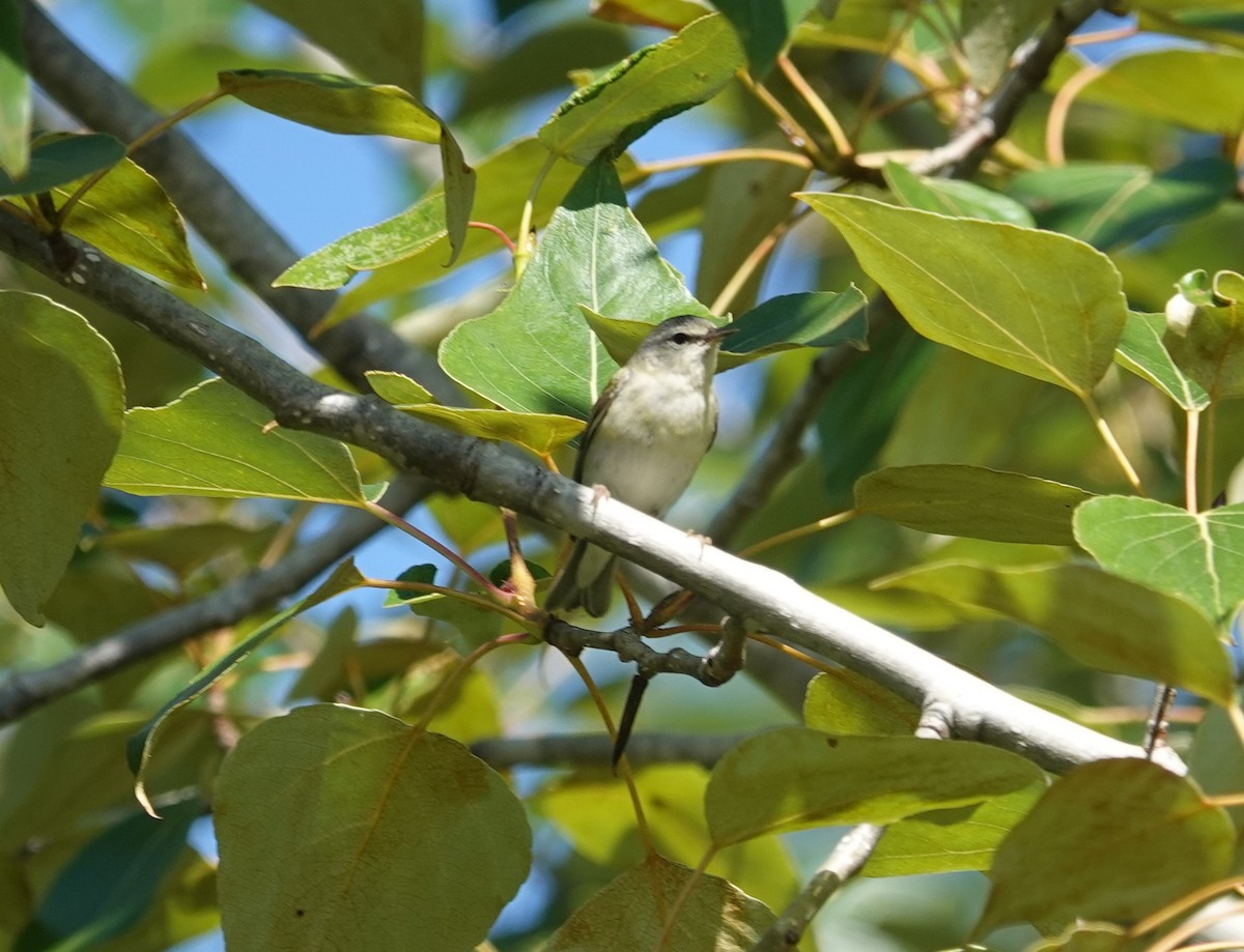 Tennessee Warbler - ML620585383