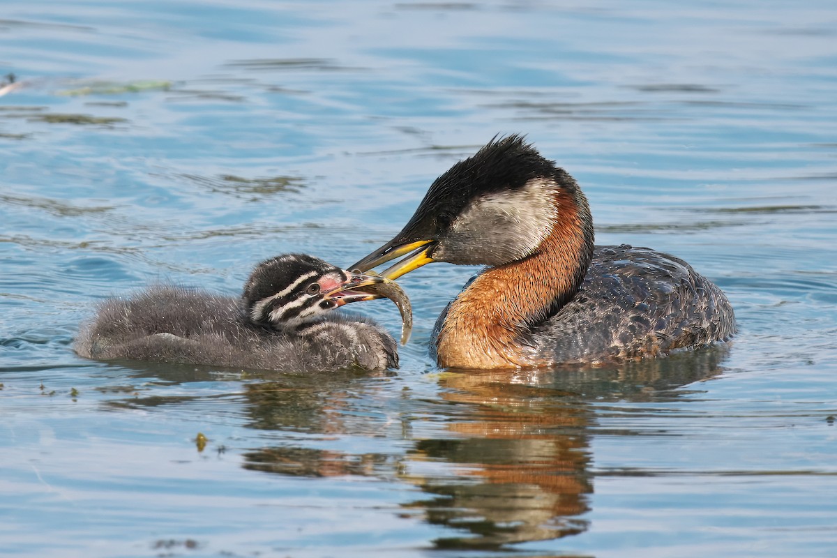 Red-necked Grebe - ML620585405