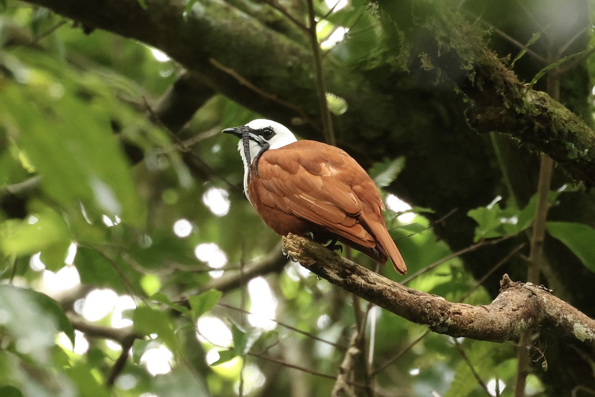 Three-wattled Bellbird - ML620585421