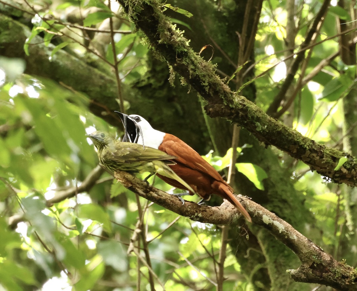 Three-wattled Bellbird - ML620585424