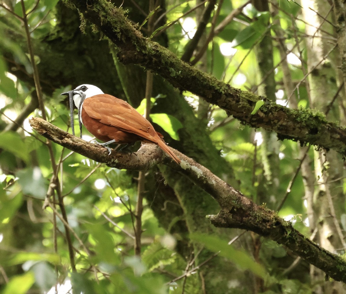 Three-wattled Bellbird - Holly Merker