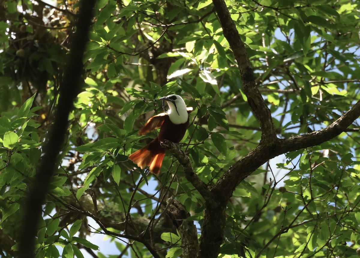 Three-wattled Bellbird - ML620585426