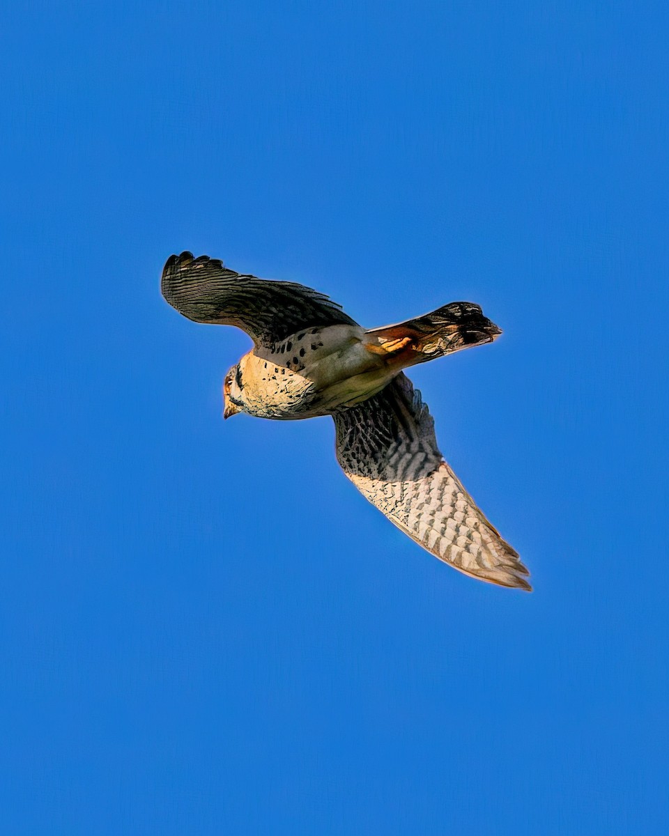 American Kestrel - ML620585430