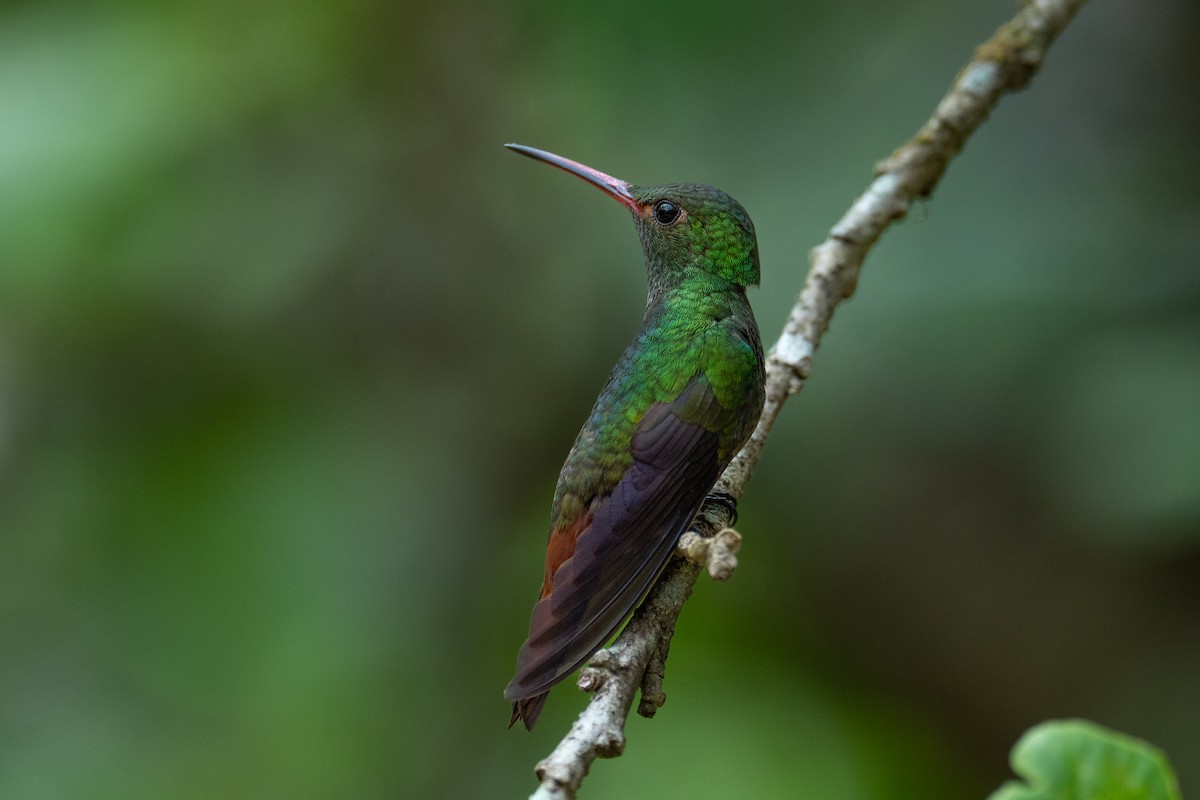 Rufous-tailed Hummingbird - ML620585453