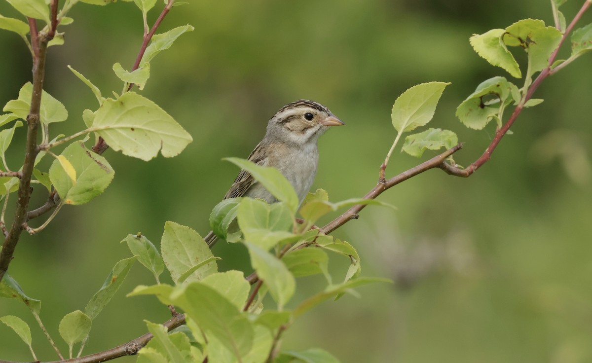 Clay-colored Sparrow - Ken Oeser
