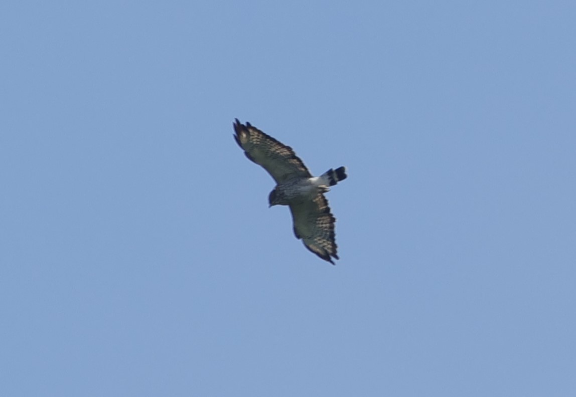 Broad-winged Hawk - ML620585466