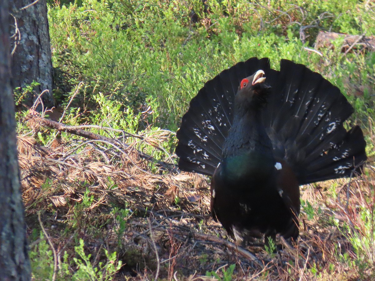 Western Capercaillie - ML620585471