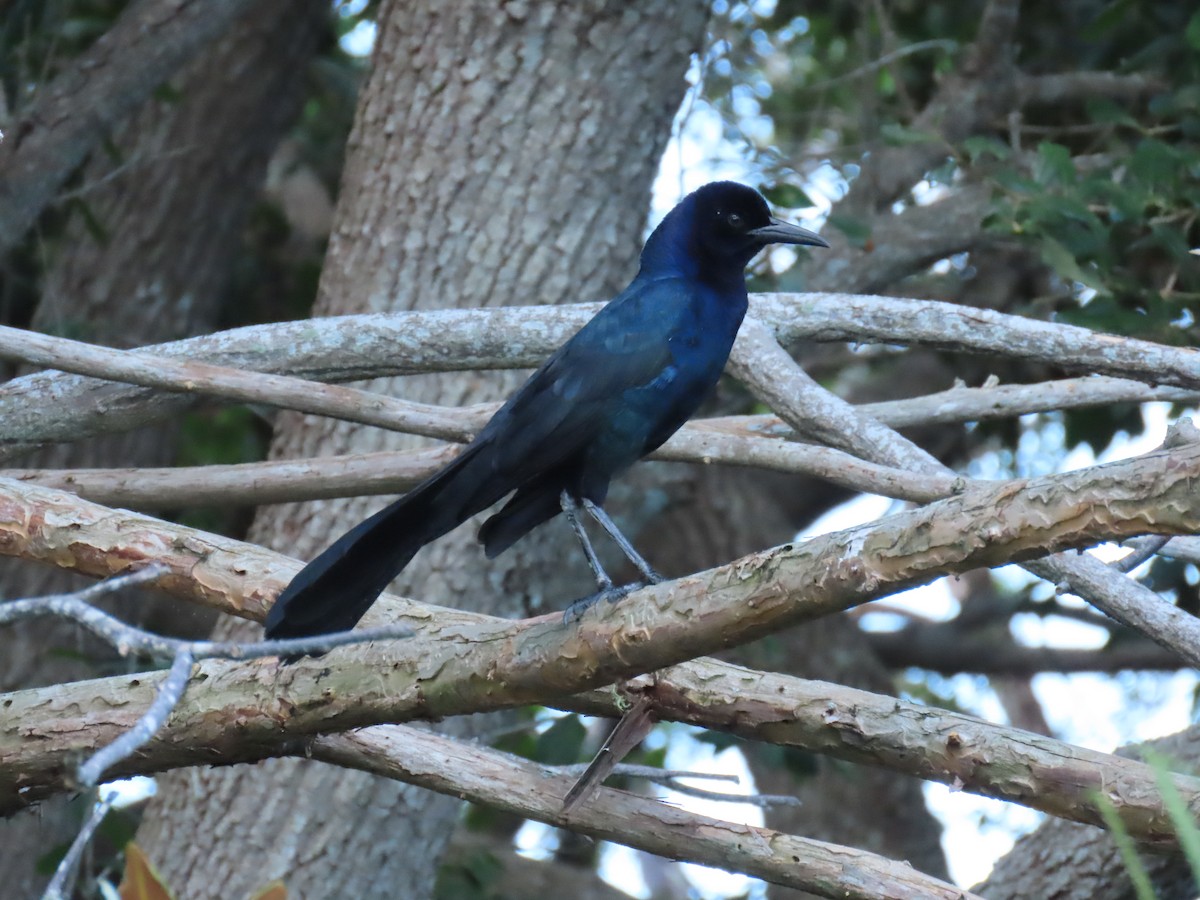 Boat-tailed Grackle - ML620585475