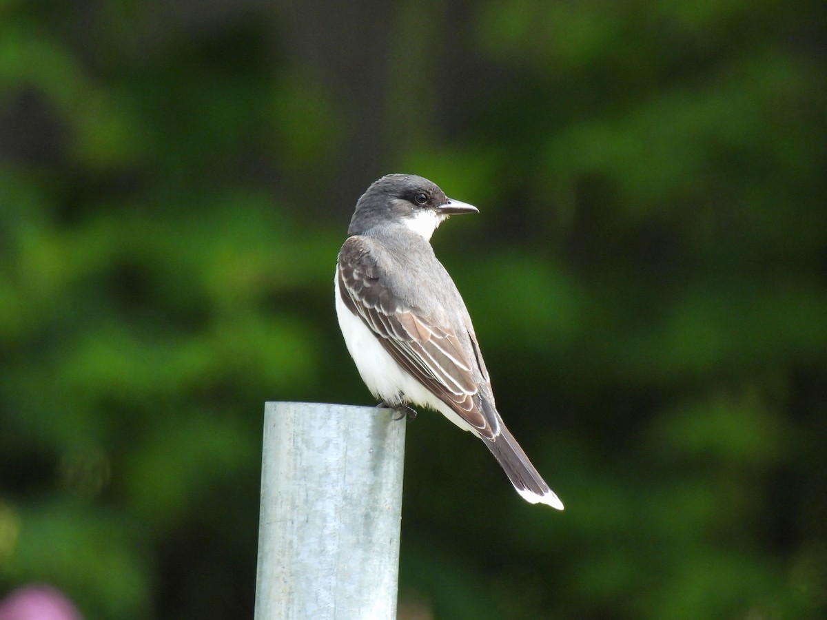 Eastern Kingbird - ML620585476