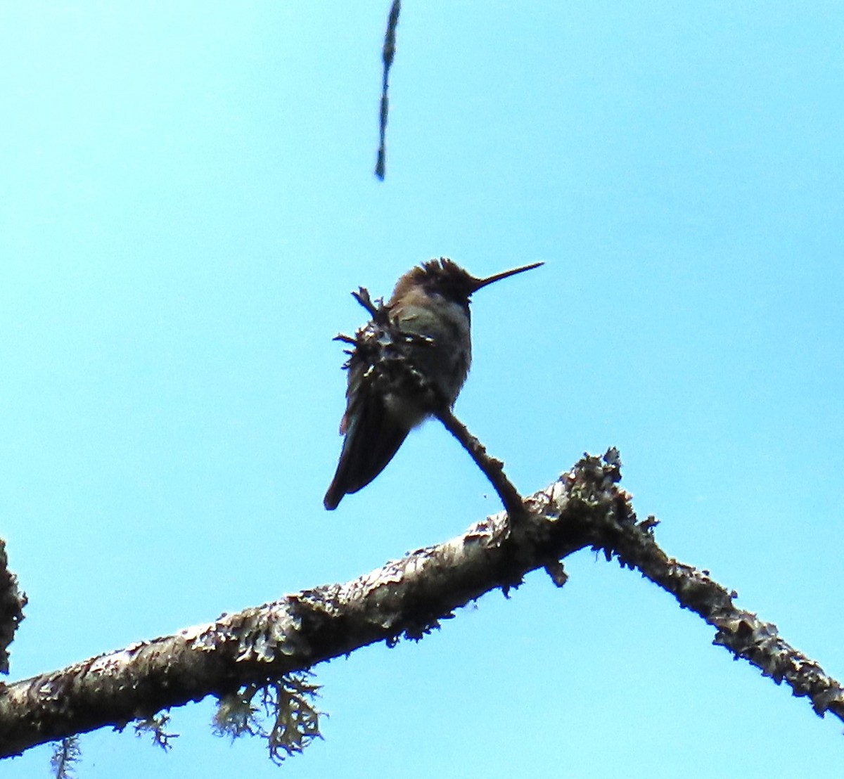 Anna's Hummingbird - ML620585481