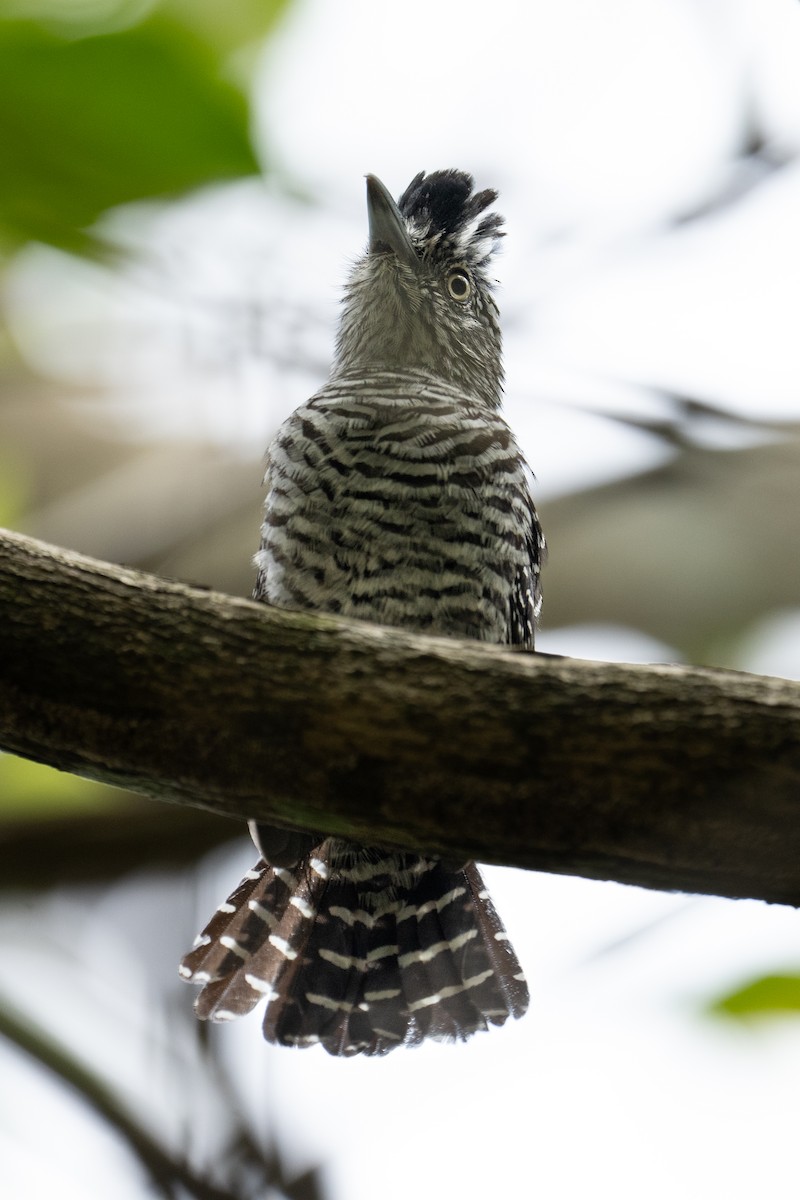 Barred Antshrike - ML620585482