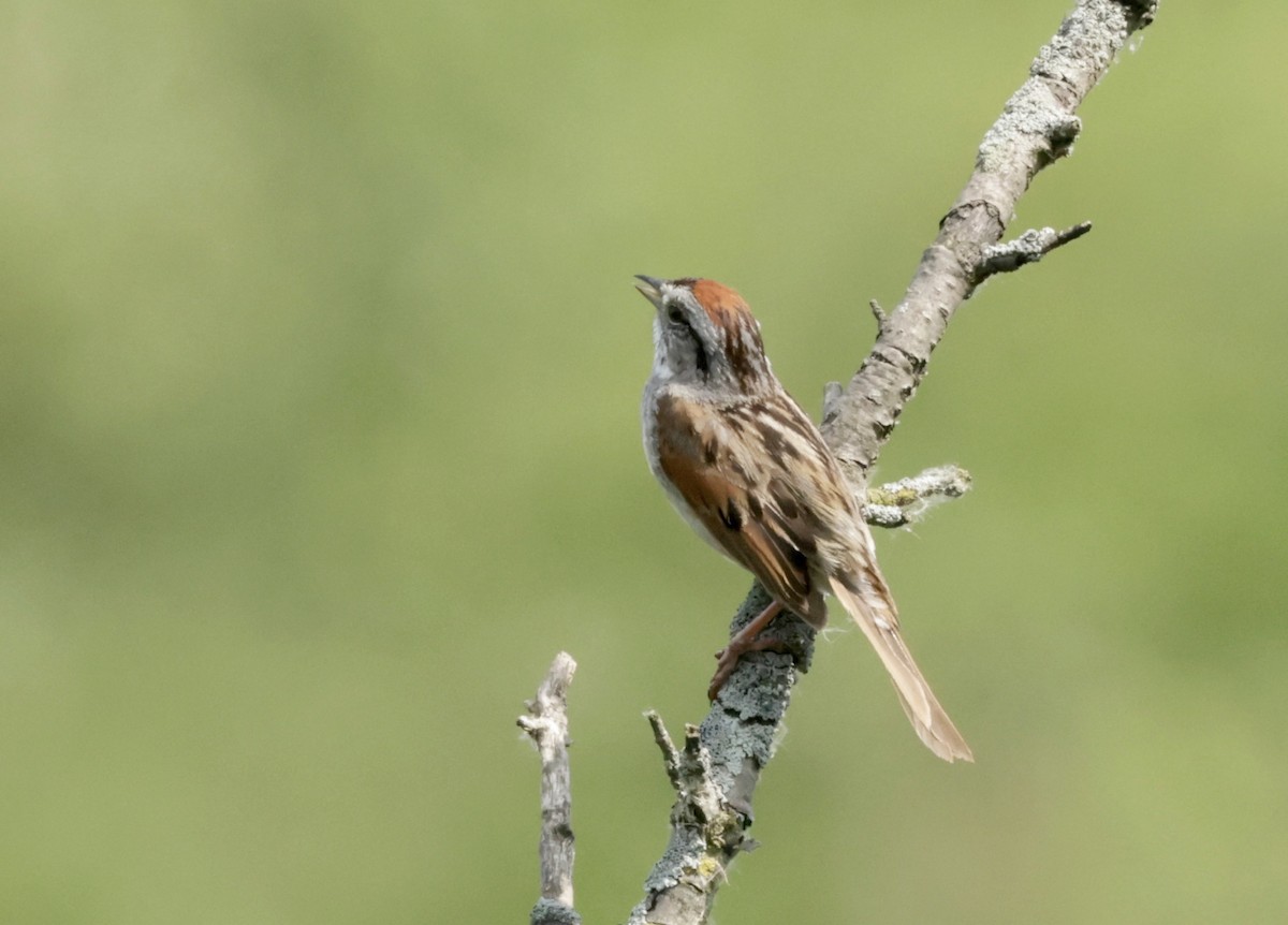 Swamp Sparrow - ML620585494