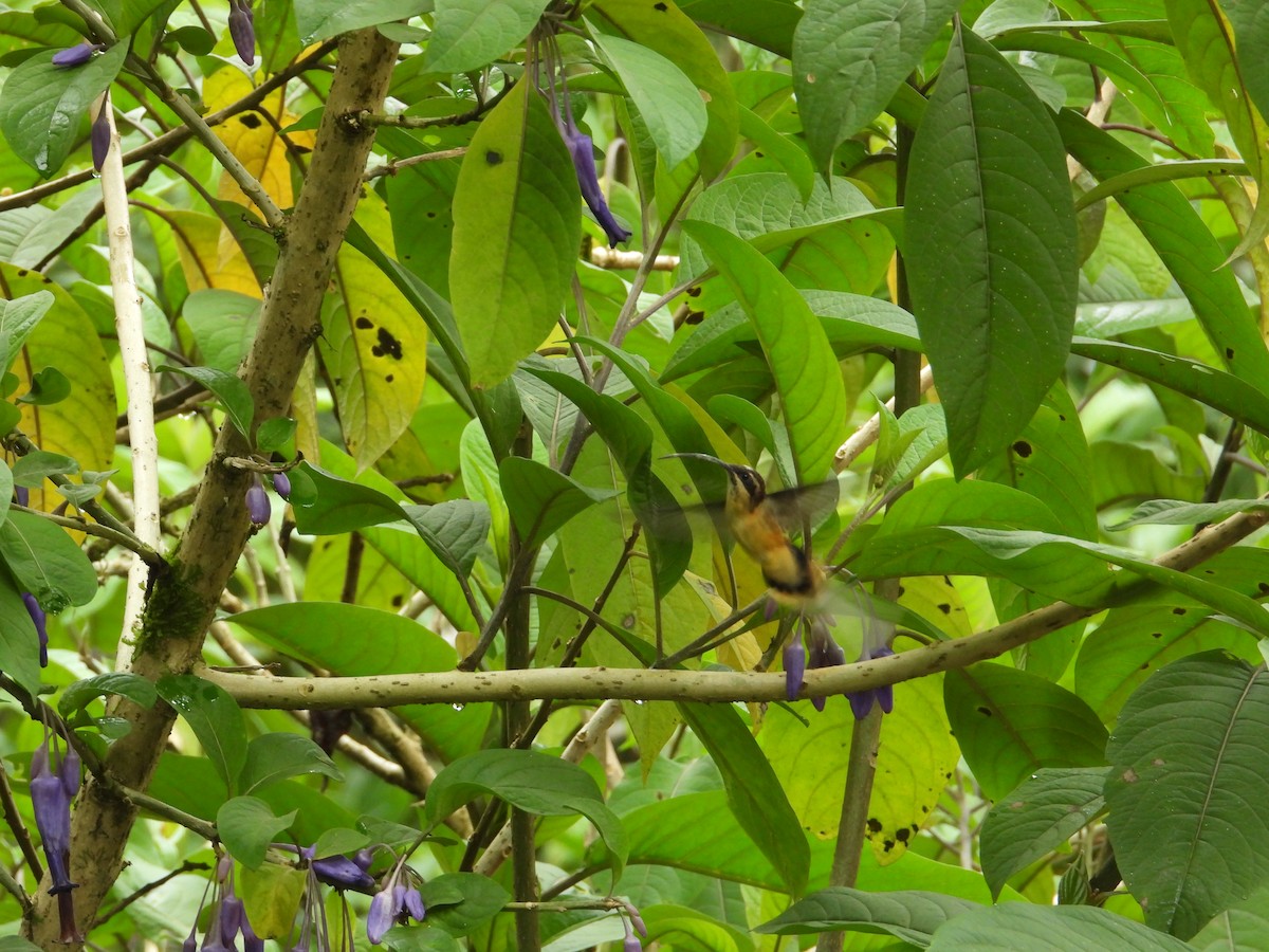 Ржавчатый колибри-отшельник - ML620585504
