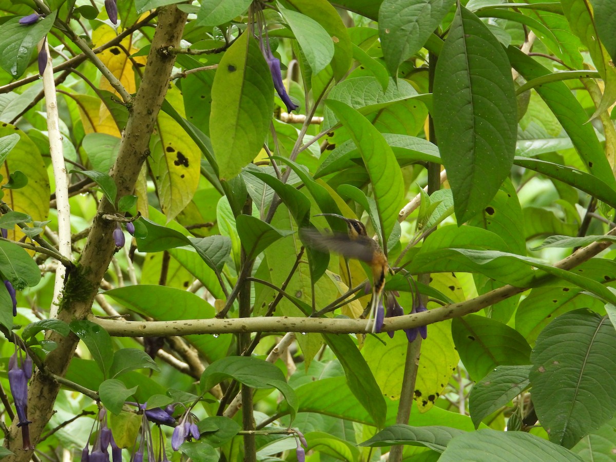 Ржавчатый колибри-отшельник - ML620585505