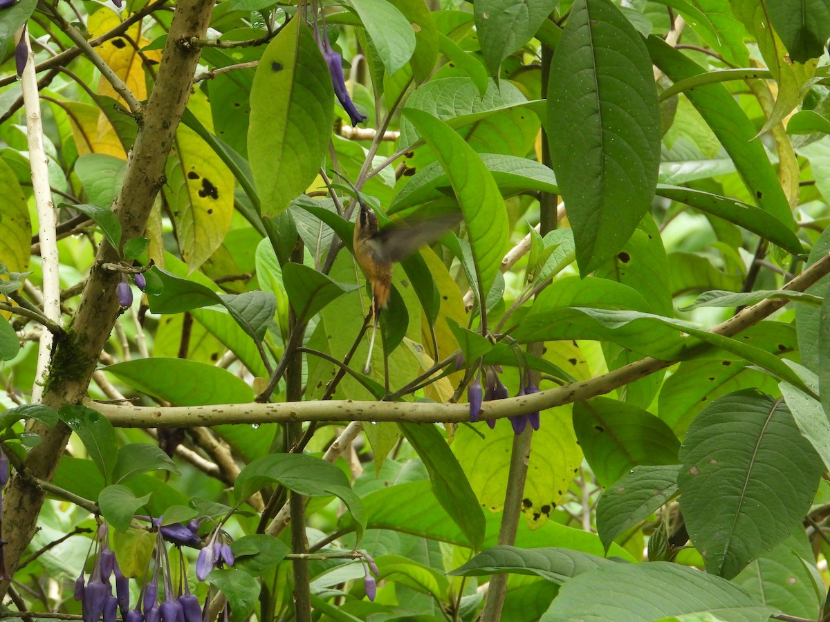 Ржавчатый колибри-отшельник - ML620585506
