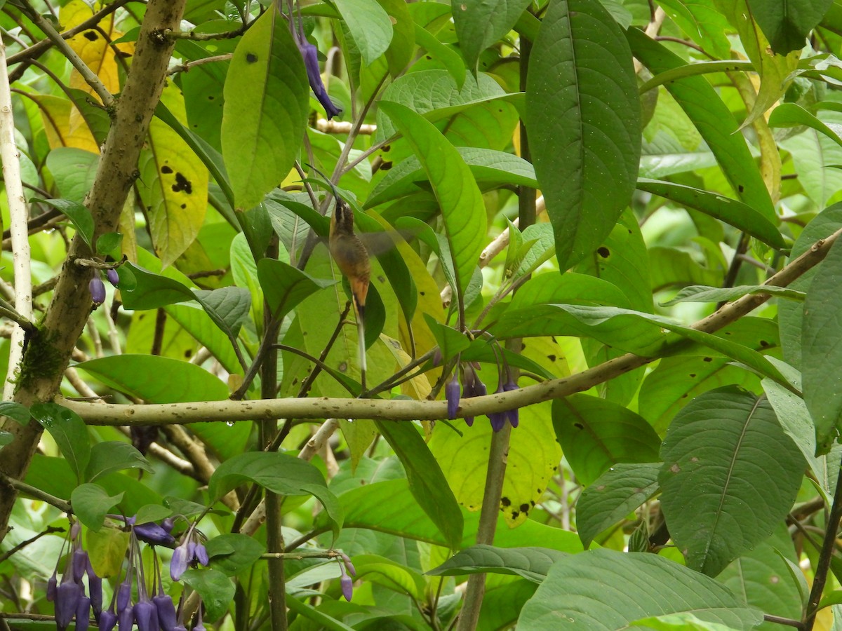 kolibřík dlouhoocasý - ML620585507