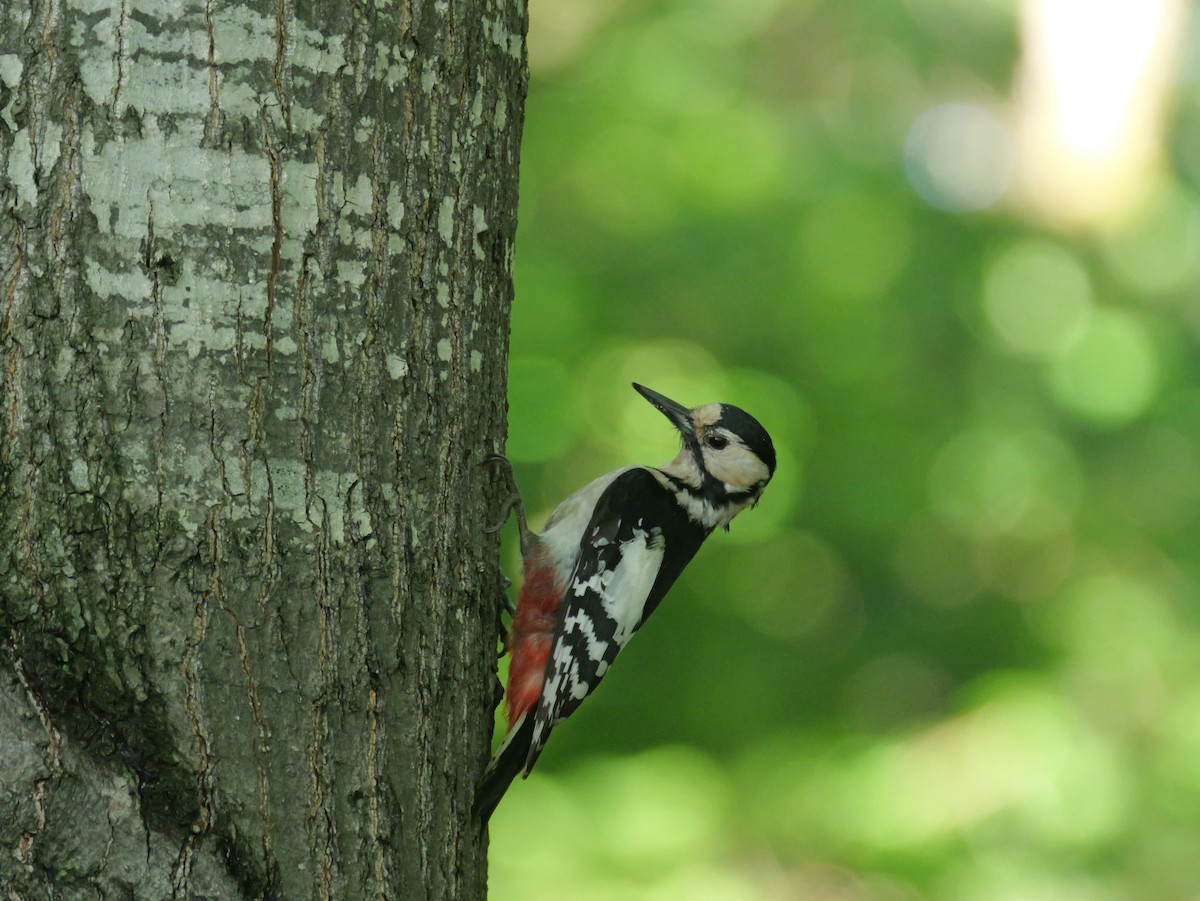 Great Spotted Woodpecker - ML620585508