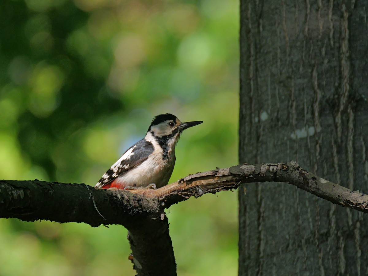 Great Spotted Woodpecker - ML620585509