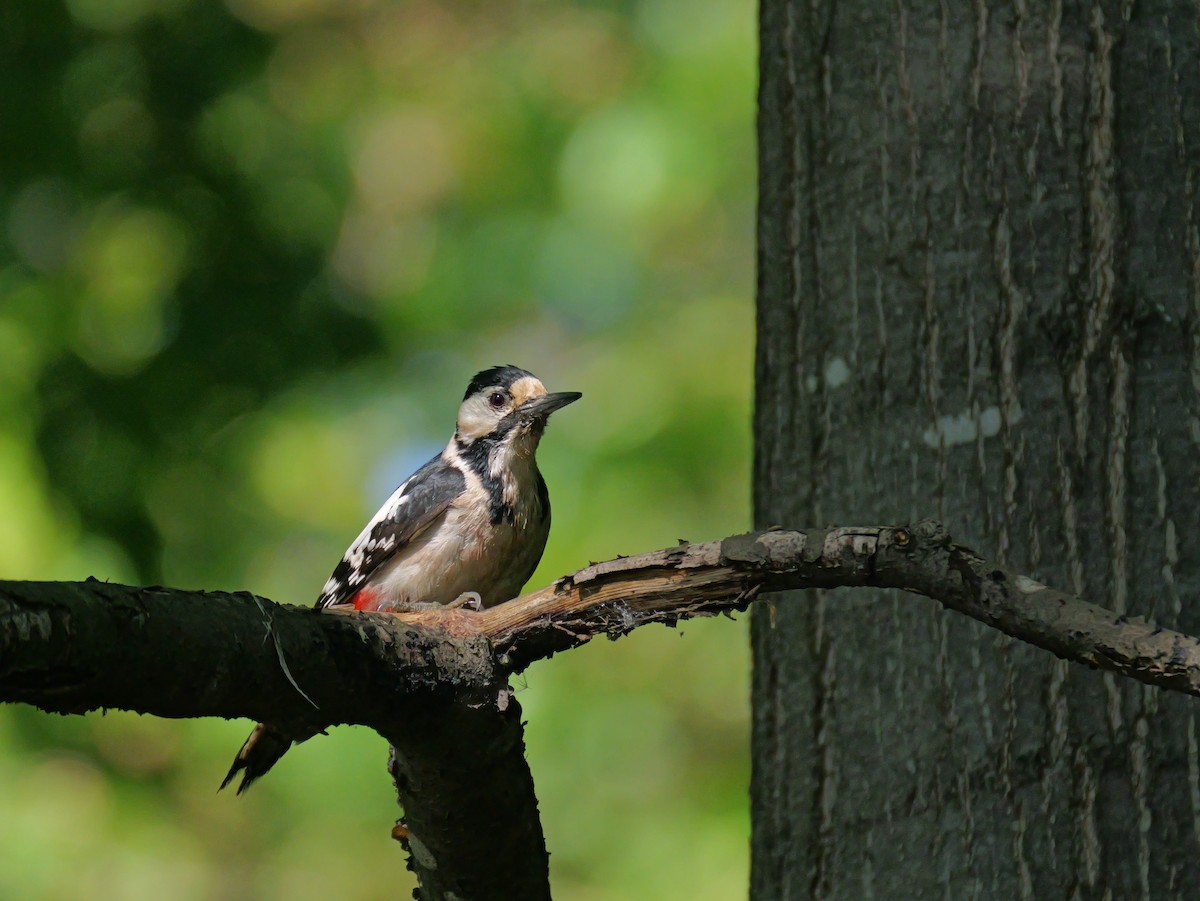 Great Spotted Woodpecker - ML620585510