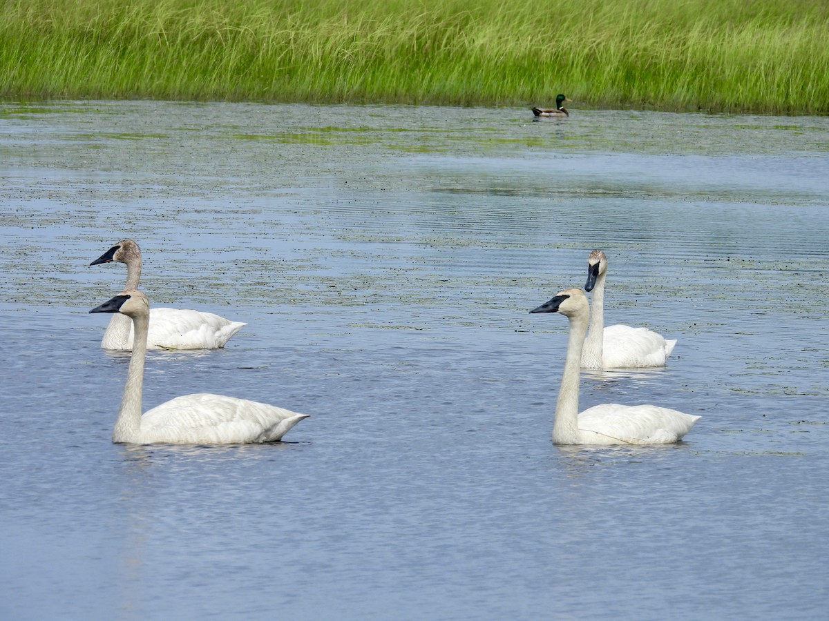 Trumpeter Swan - ML620585525