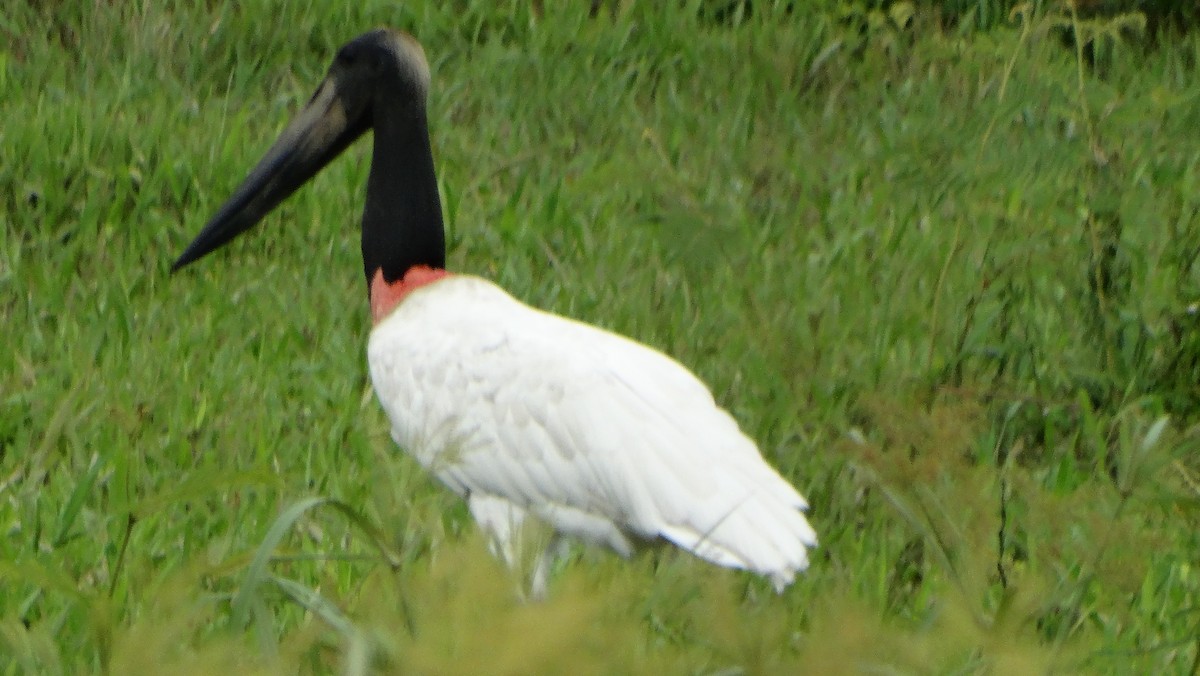 čáp jabiru - ML620585530