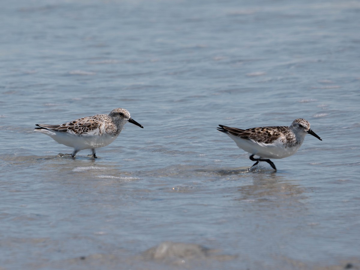 Bécasseau sanderling - ML620585547