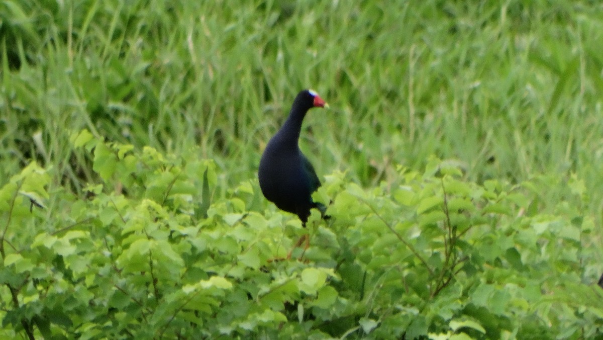 Wattled Jacana - ML620585548