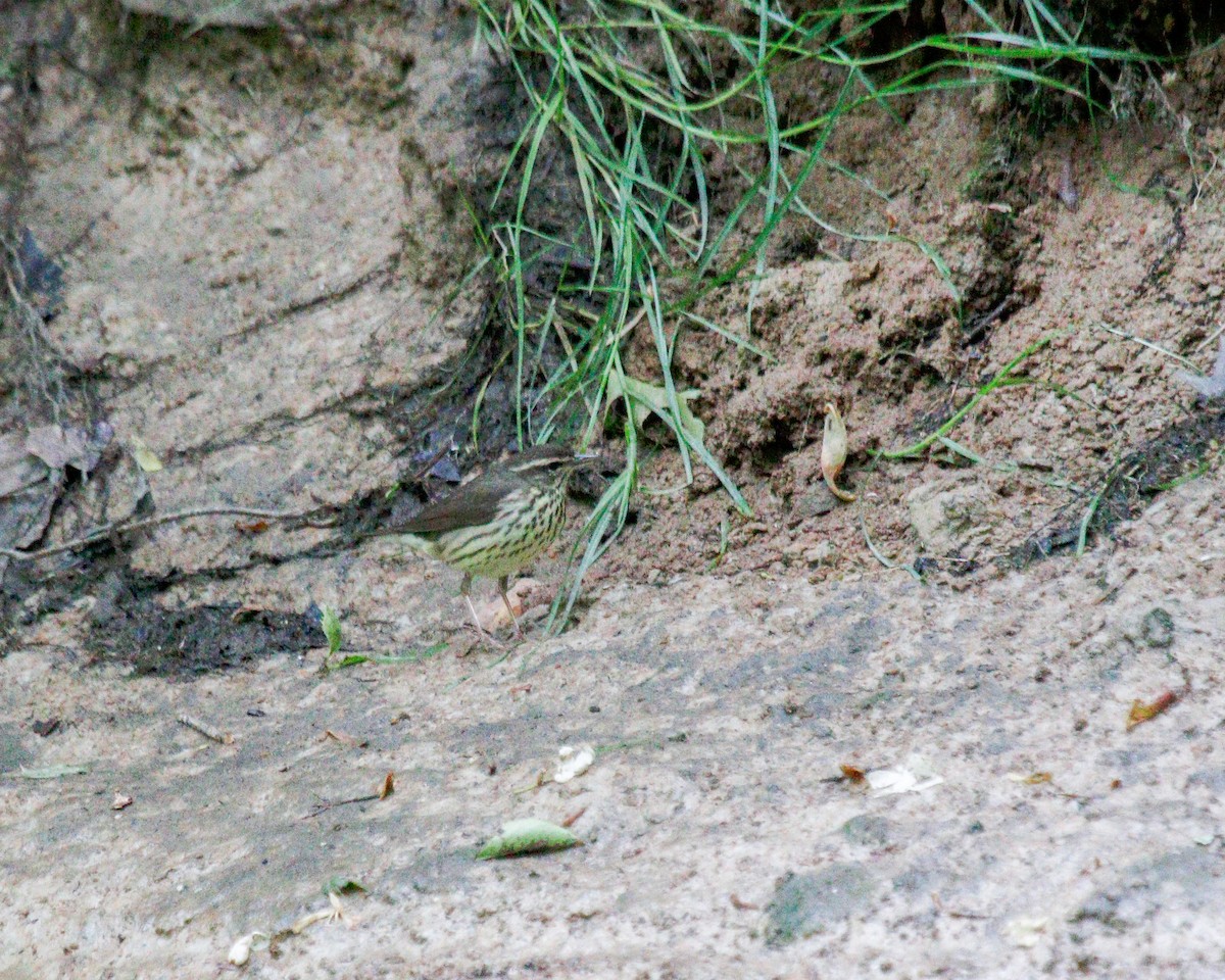 Northern Waterthrush - Daniel S.