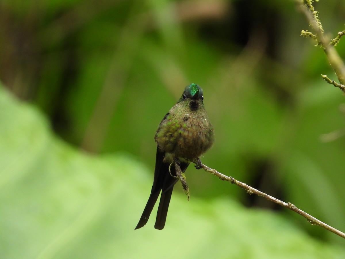 Violet-tailed Sylph - ML620585555