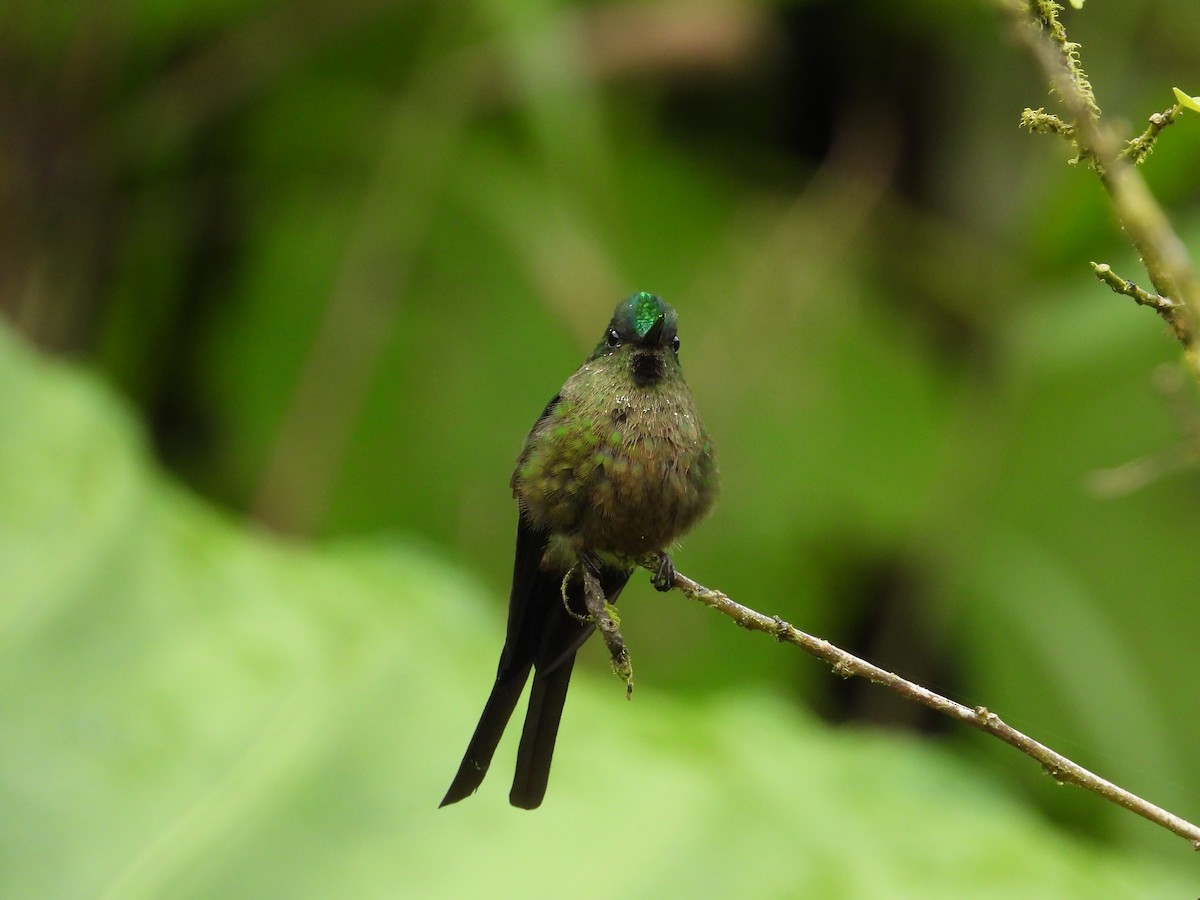 Violet-tailed Sylph - ML620585556