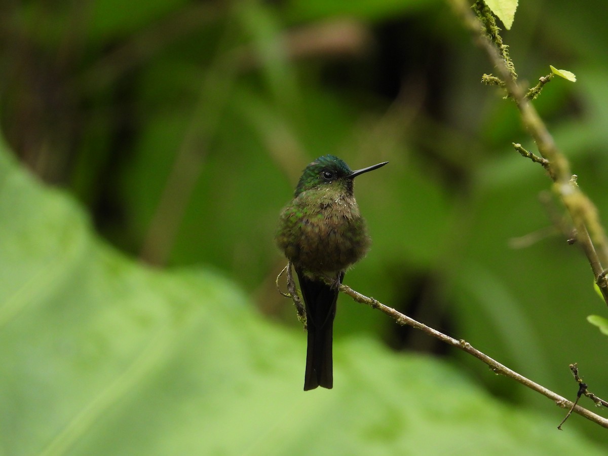 Violet-tailed Sylph - ML620585557