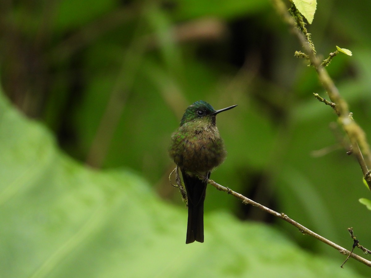 Violet-tailed Sylph - ML620585558