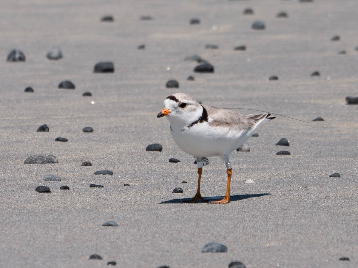 Piping Plover - ML620585559