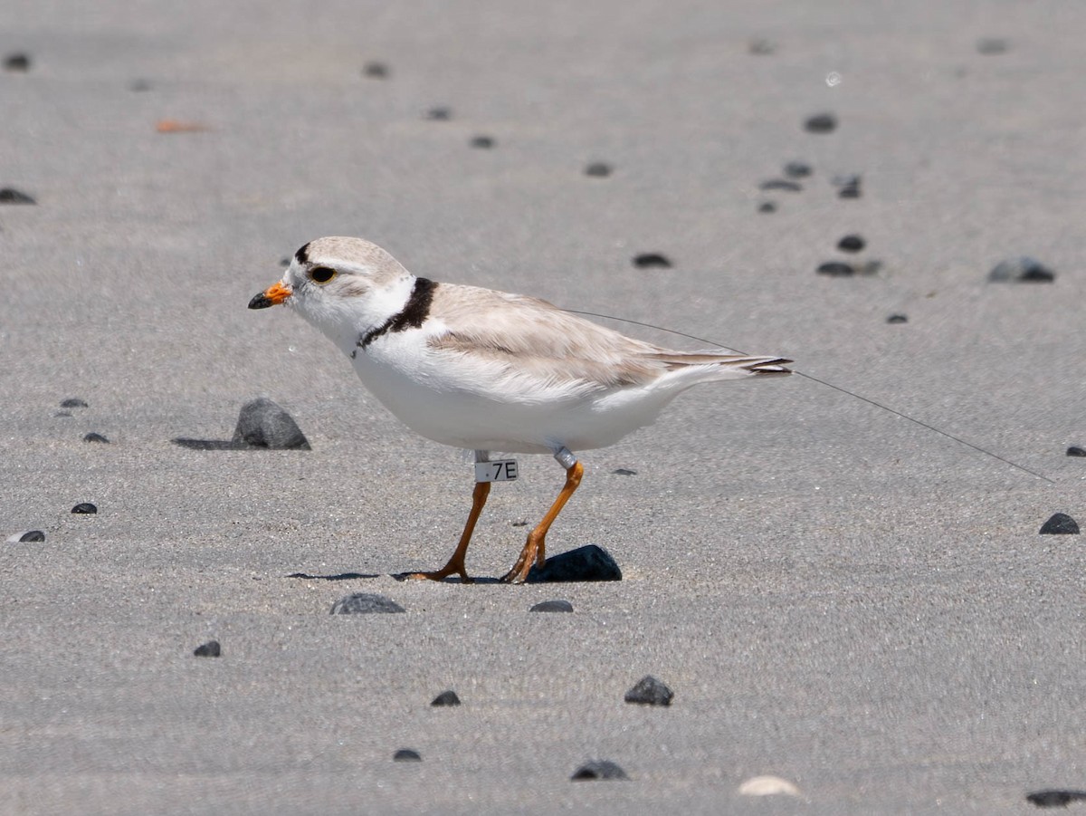 Piping Plover - ML620585560