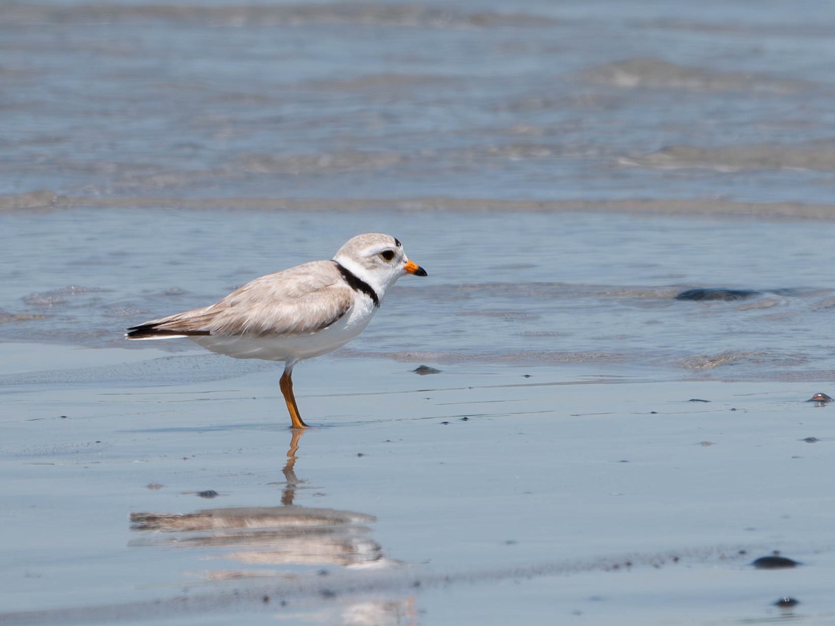 Piping Plover - ML620585561